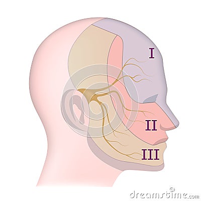 Trigeminal nerve with indication on the face. Vector Illustration